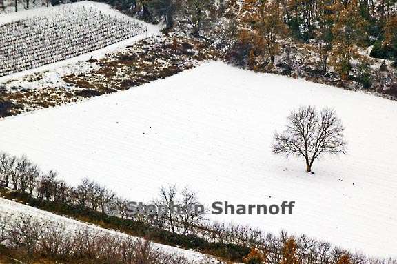 snowy fields and tree graphic